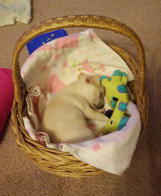 BonnieBasket.thumb.jpg.663c33ac841b5f65459ccc087739f0c7.jpg