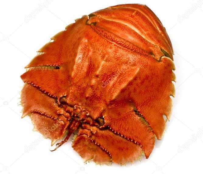 1088921918_BalmainBug3.jpg.b5bd56123f387410d0fbc255268e7787.jpg