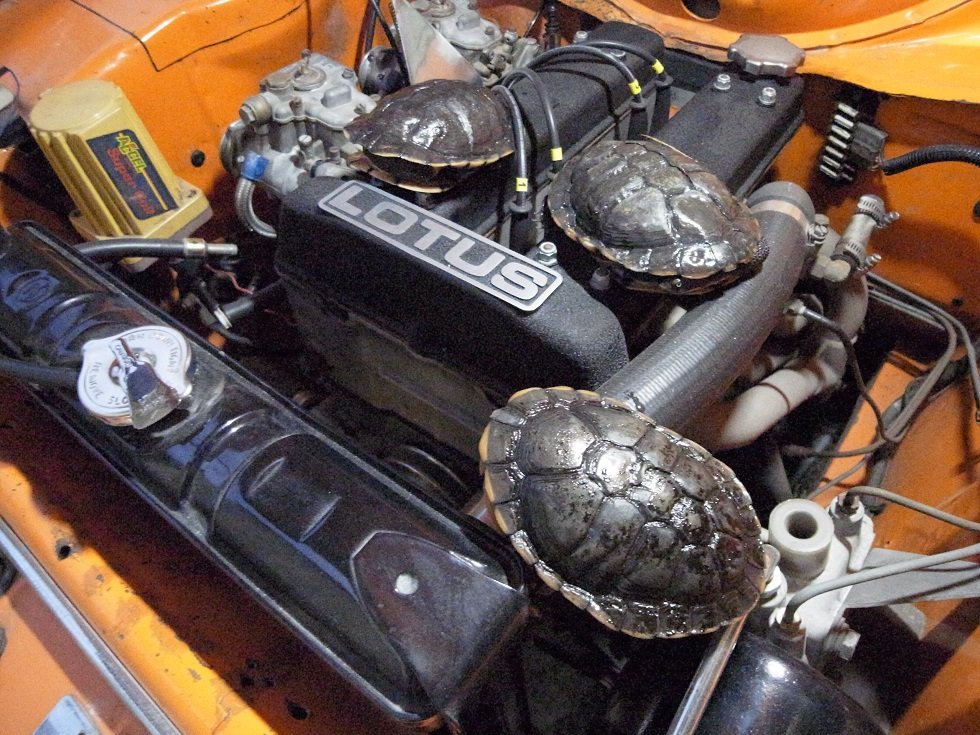 TurtleTwincam.jpg.9454ec15c264dfb0c9e162b8f35c2feb.jpg