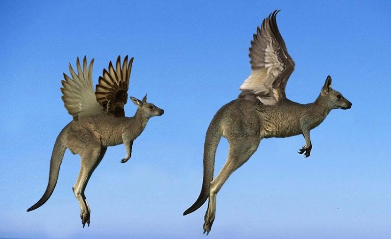 Flying-Kangaroos-1.jpg.c9b9425fd0cfd4d6981cb302fe93811f.jpg
