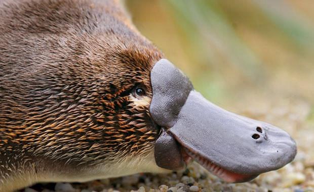 platypus-facts1.jpg.1f3dd13aa7cf2aed15395e849c5ea74a.jpg