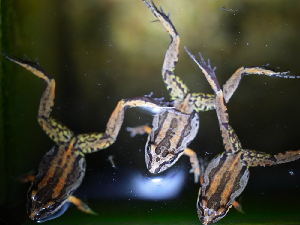 Frogs.thumb.jpg.db8c19d9963c7f148a84e1a055512b9d.jpg