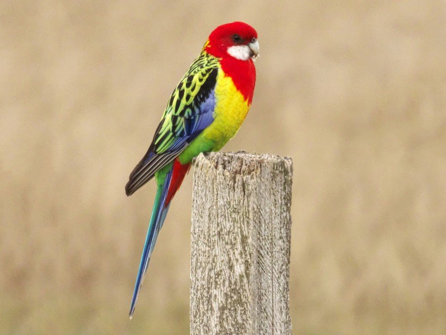EasternRosella.jpg.35ee11fdedbada0a3a1d637d1ba06085.jpg