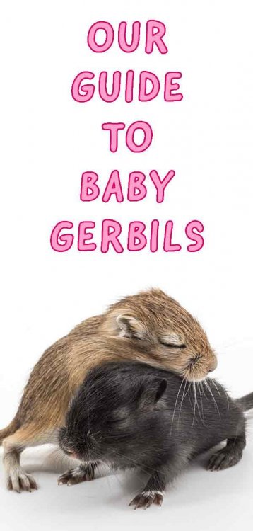 baby-gerbils-tall.thumb.jpg.41651003f129e8a72702f8fdd21875ee.jpg