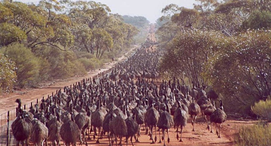 emu_state_barrier_fence_emu_wars.jpg.46029da6a7c761e1464da2da3d10f053.jpg