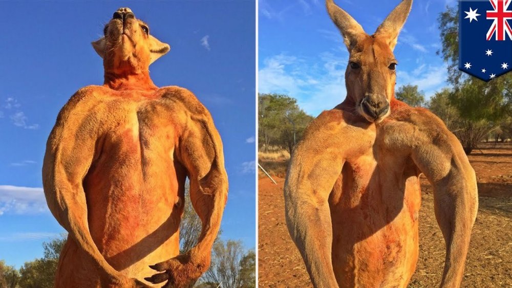 kangaroo2.thumb.jpg.14b06de1ca93a199b9e2a56d93dab872.jpg