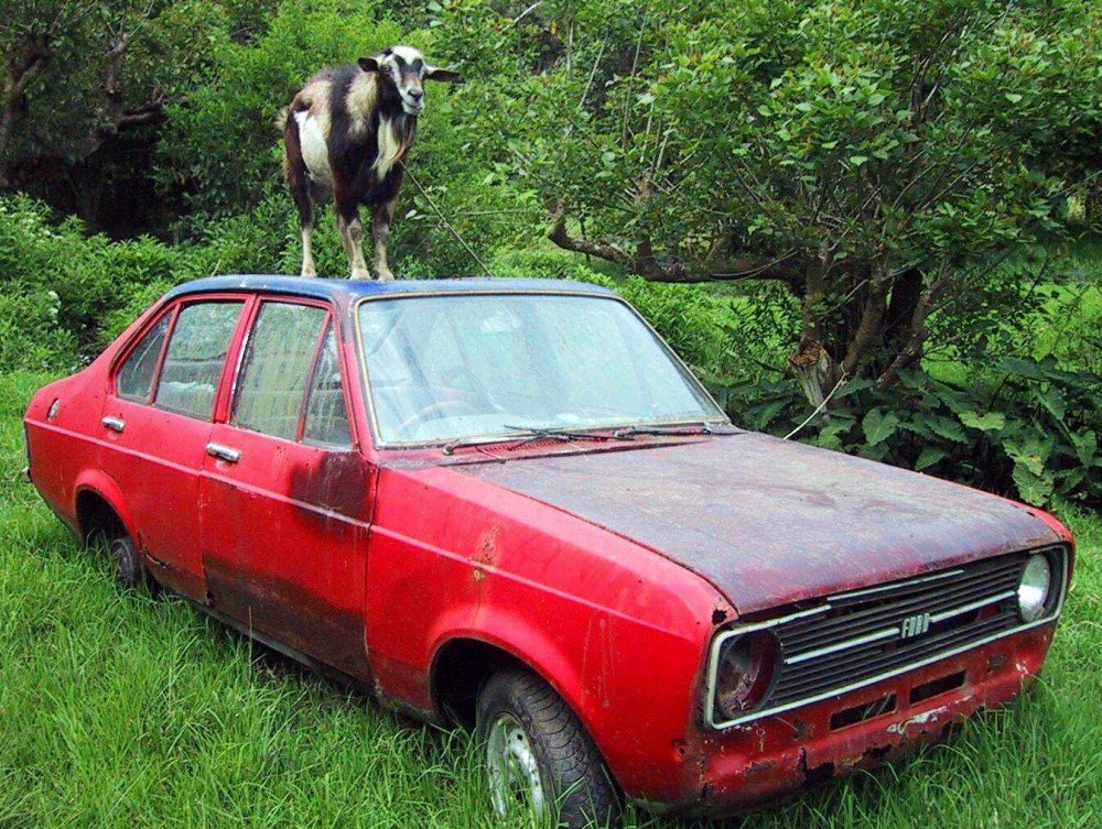 GoatMk2Escort.thumb.jpg.ac713ddbf522875863aedbc7a77231da.jpg