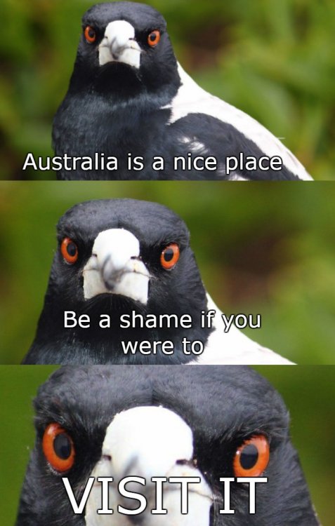 Magpie.thumb.jpg.f86520091ec06b39b42696deea2826ac.jpg