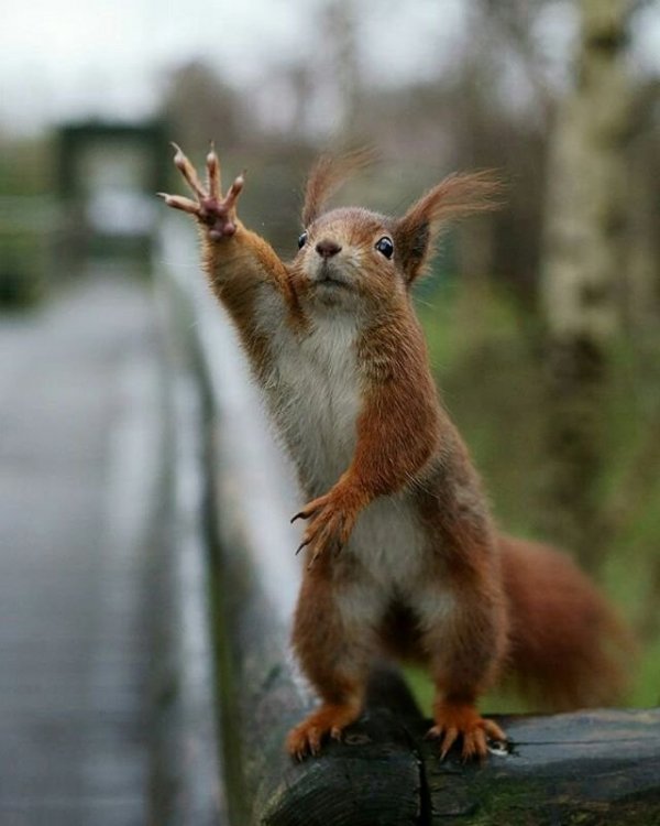 HitchhikingSquirrel.thumb.jpg.69a70936abe51a56ed3348a52033636d.jpg