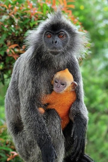 OrangeMonkeys2s.jpg.d00b72eb231ecc9fd11064dc3365b4e7.jpg