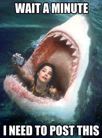 SelfieSharkmeme1.jpg.da903a2c41debffd6bc55b8ff5d48992.jpg