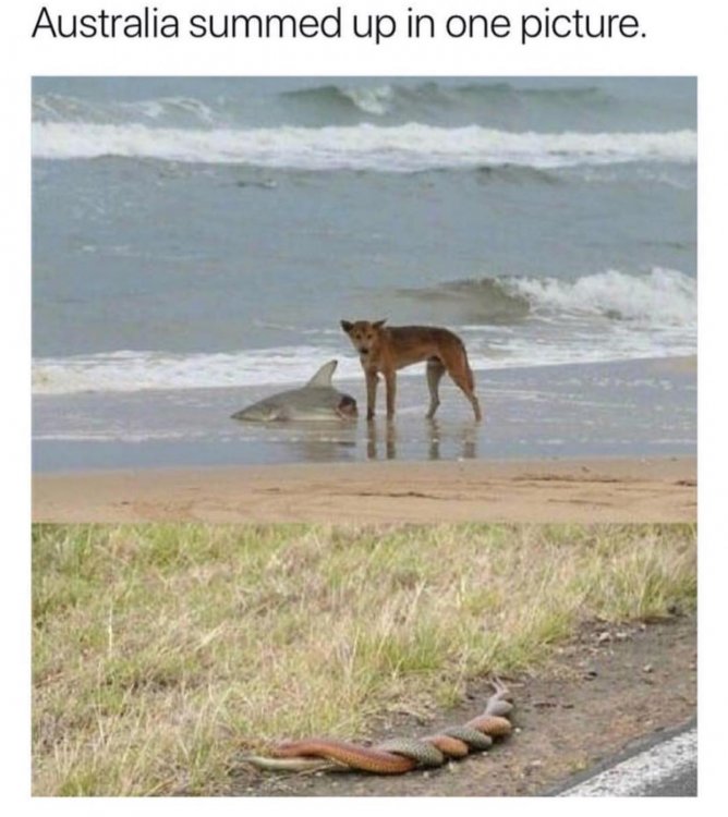 AustraliaWeird1.thumb.jpg.3908413651621a8fb1a6a0efa4f2022a.jpg