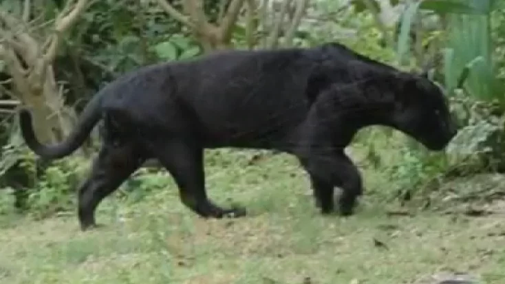 FerelCats1.webp.bb4b770d238de185e2a6a01bc6a74bce.webp