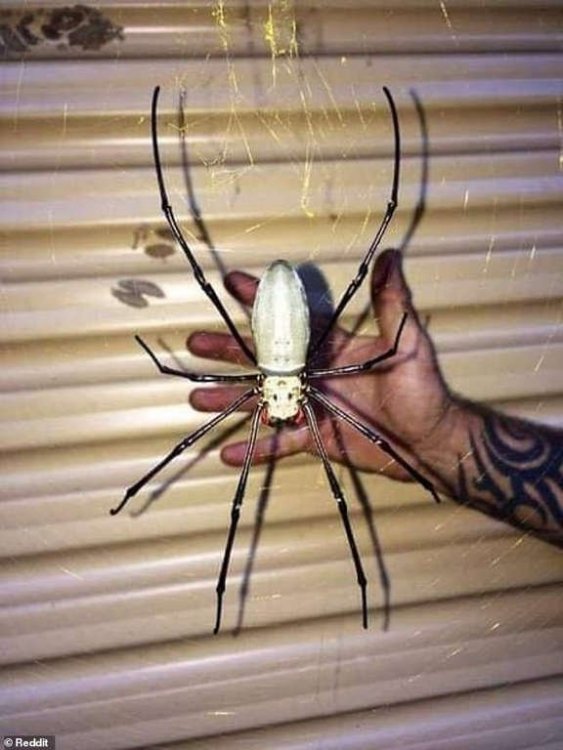 Spider1.thumb.jpg.050e20d8e157a1430e60b42f84963cc4.jpg