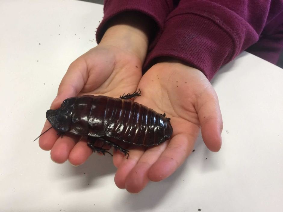 Cockroach1.jpg.f0dff65f5983216dd7a5b1113925c06f.jpg