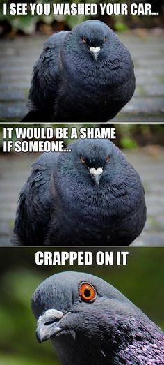Pigeoncrap.jpg.4a1fe1a96c8d794ad00e0d920223e3cc.jpg