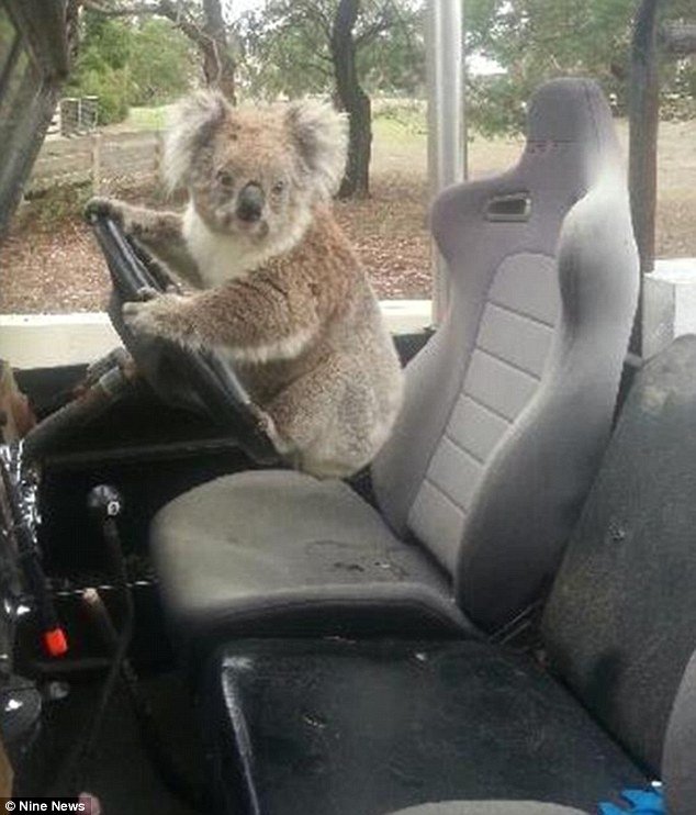 Koala-Bear.jpg.85922e8ea35d5bafd7fe4b2c57f768dd.jpg