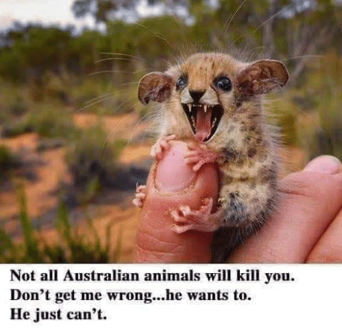 not-all-australian-animals-will-kill-you-dont-get-me-46245114.png.ba6b5bc841381c918e527a89ba567c9b.png